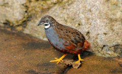 蘆丁雞會飛嗎？蘆丁雞吃什么食物長的快？