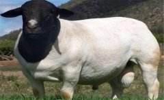 好的種公羊有哪些特點？如何挑選種公羊？