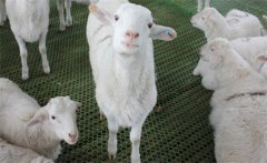 羊一窩能下幾個(gè)小羊?母羊配種的方式與方法