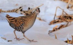 野雞喜歡吃什么?捉野雞用什么方法最好