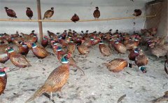 養(yǎng)野雞需要辦什么手續(xù)?養(yǎng)殖野雞的注意事項(xiàng)