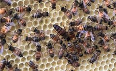 如何判斷蜂王是否存在，蜜蜂沒(méi)有蜂王如何處理