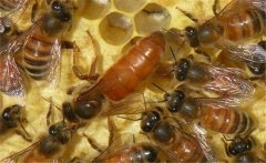 介王多久可以放出蜂王？蜜蜂介王注意事項(xiàng)