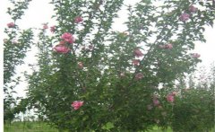 木槿是喬木還是灌木，木槿樹(shù)什么時(shí)候開(kāi)花？