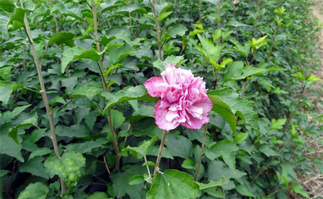 木槿的變種、變型及品種