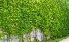 常春藤和爬山虎的區(qū)別是什么？