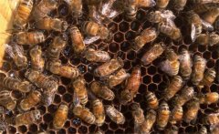 工產(chǎn)群如何處理，工產(chǎn)群怎樣介入蜂王