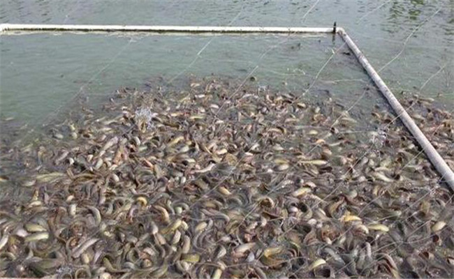 養(yǎng)泥鰍用什么土質較好