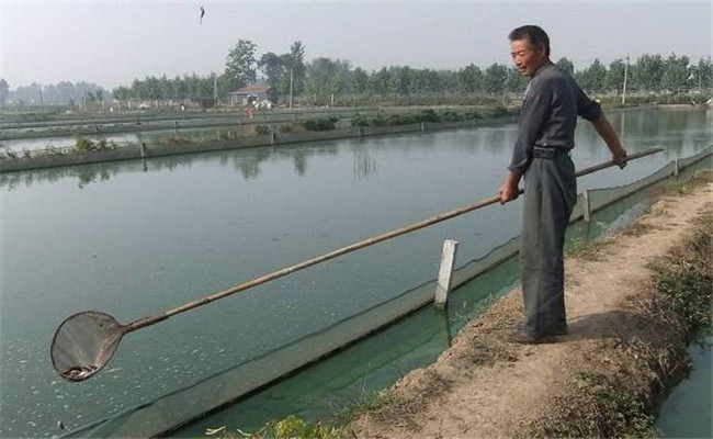 泥鰍黃鱔可以一起養(yǎng)嗎？