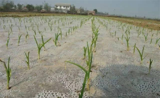 大蒜什么時(shí)間蓋二膜