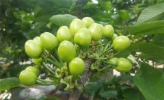 櫻桃膨果期是什么時候，櫻桃膨果期管理要點(diǎn)