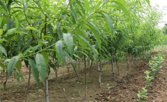 怎樣種植黃桃？種植黃桃樹幾年可以掛果