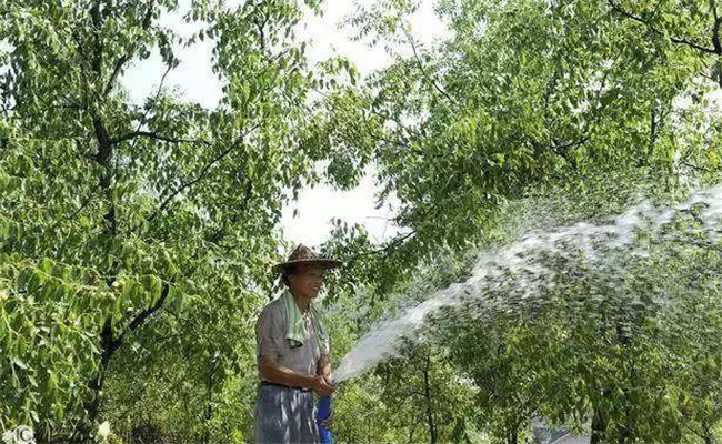 棗樹噴施葉面肥的濃度要求