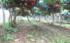 獼猴桃落花落果的原因 獼猴桃?；ū９蚴裁此? /></a>
            <a href=