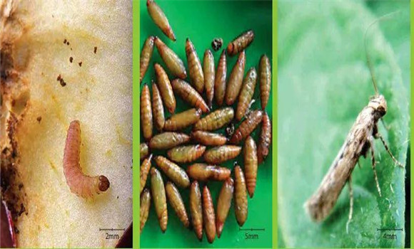 馬鈴薯塊莖蛾是如何危害的，怎樣防治