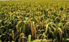 谷子新品種有哪些？