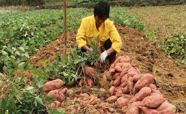 在收獲時(shí)要做到四輕、五防