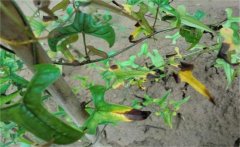 什么是山藥枯萎病，如何防治