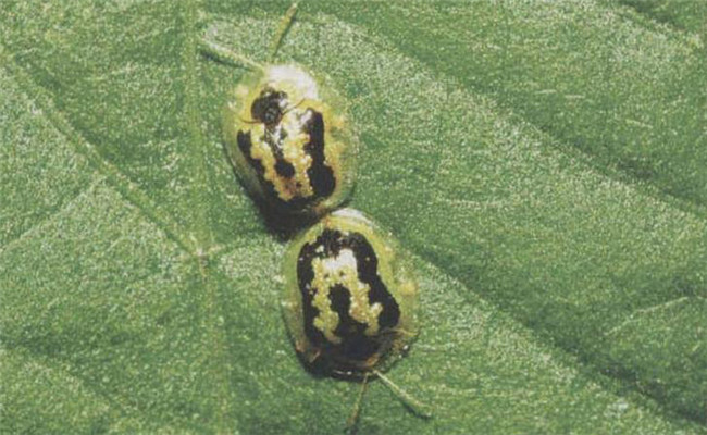 怎樣防治甘薯小綠龜甲，怎樣防治甘薯天蛾