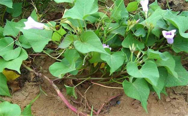 甘薯根腐病的防治方法