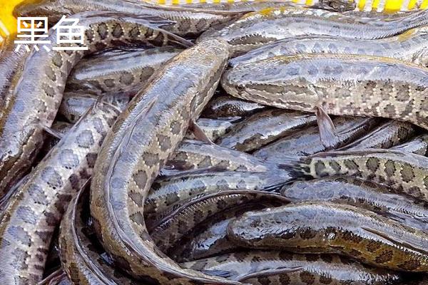 黑魚(yú)一般活動(dòng)在什么水層