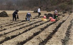 小米種植如何施種肥，如何追肥？