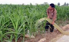 如何減輕高溫天氣對農作物的危害