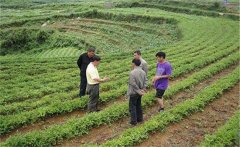 魔芋種植的田間管理措施有哪些？