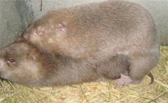 怎樣養(yǎng)竹鼠？竹鼠養(yǎng)殖的八大技術(shù)關(guān)鍵環(huán)節(jié)