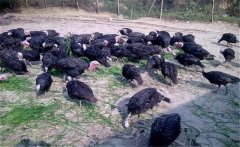 火雞養(yǎng)殖效益如何，其養(yǎng)殖前景怎樣？