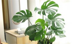 客廳適合養(yǎng)什么花？10種健康花，客廳可養(yǎng)一盆