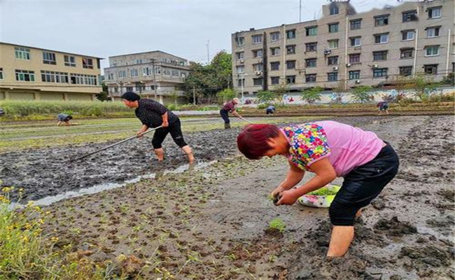 谷雨兩旁，西瓜下秧