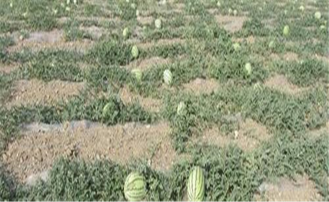 田里沙，種西瓜