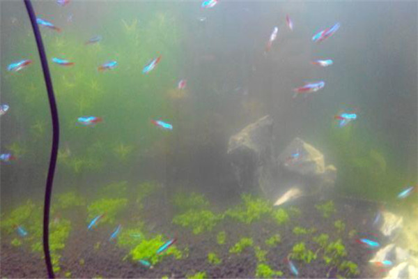 硝化菌怎么培養(yǎng)？硝化細(xì)菌的作用及使用方法