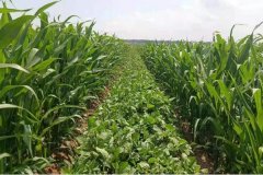 大豆玉米套種最佳行距，大豆玉米套種意義何在