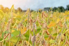 大豆收獲時間是什么時候，大豆有哪些種類？