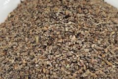 益母草栽培須知 益母草種植管理技術(shù)要點