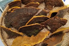 桑黃如何種植，桑黃栽培技術要點