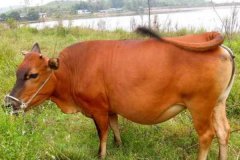 牛發(fā)情一般多少天，牛產(chǎn)后發(fā)情時(shí)間規(guī)律與癥狀