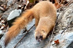 黃鼠狼會吃雞嗎？黃鼠狼是保護(hù)動物嗎？