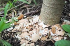 水肥發(fā)酵方法，介紹水肥發(fā)酵技術(shù)