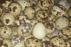 鵪鶉蛋孵化溫度是多少？鵪鶉蛋的孵化方法