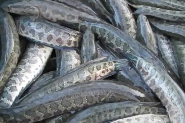 黑魚(yú)一般活動(dòng)在什么水層