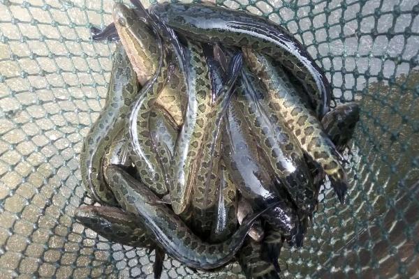 黑魚(yú)一年可以繁殖幾次