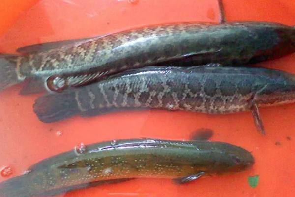 黑魚(yú)為什么喜歡鉆花籃