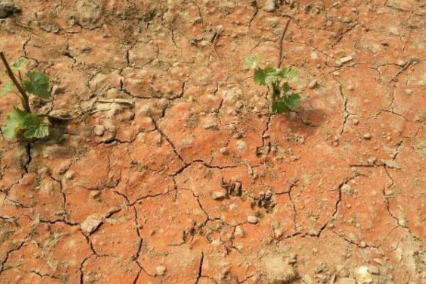 過(guò)度使用氮肥會(huì)引起土壤板結(jié)嗎