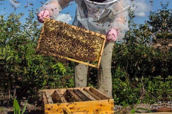 收來(lái)的野蜜蜂多久穩(wěn)定