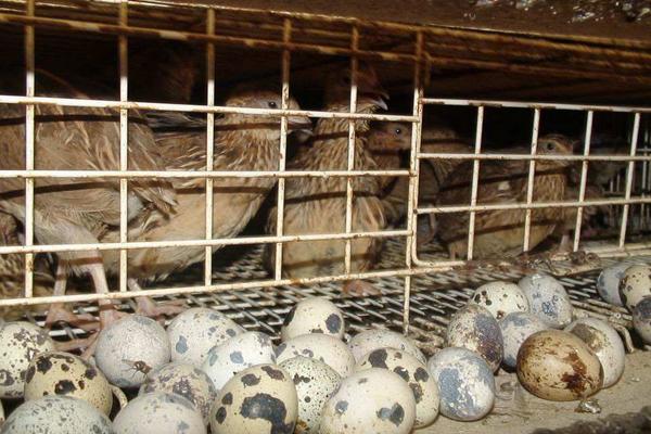 鵪鶉下蛋周期是多久，下蛋前有什么征兆