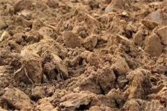 酸性土壤有哪些危害，酸性土壤如何改良？