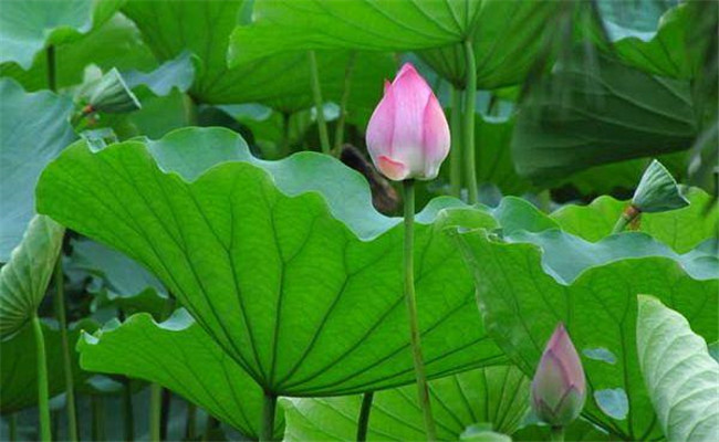 荷花幾月份開花